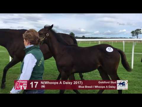 TBA Foal Show 2017 - Lot 17 - M17 - Blue Bresil & Whoops A Daisy