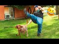 Funniest Animal Videos 2023 Best Funny Cats Dogs Videos 22