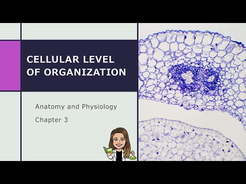 Anatomy and Physiology:  Cellular Level of Organization (Ch 3)
