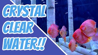 How To Achieve Crystal Clear Water In Your Aquarium