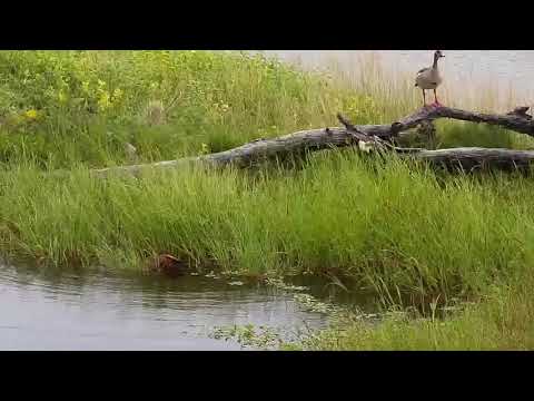 Djuma: Terrapins and then Egyptian Goose - 08:40 - 03/01/21