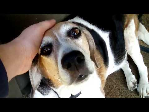 Precious Sadie Mae ~ Man's Best Friend (2017 Dedication Film)