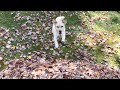 Stella's Best Tail Waggin' Leaf Jumps