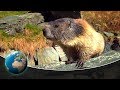 Curious marmots in the Alps