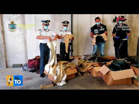Morrovalle, sequestrati 260 chili di pelli di animali protetti