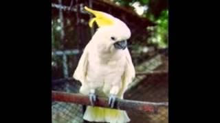 Download lagu Suara Burung Kakak Tua Jawara mp3