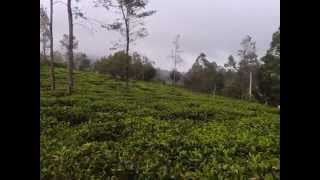 preview picture of video 'Tea Plantation in Bandarawela, Sri Lanka'