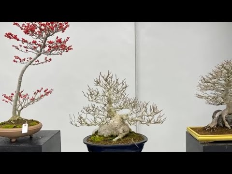 Bonsai tree exhibition 2021 part 55