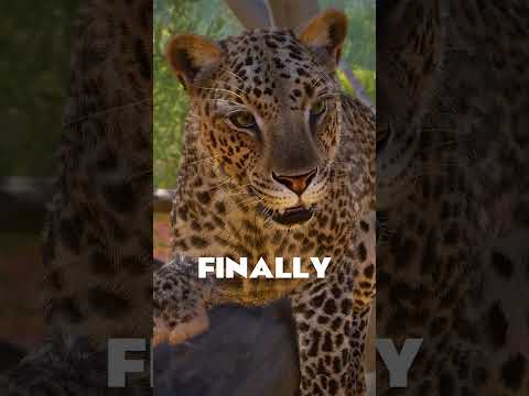 🐆 Frontier FINALLY UPDATED the African Leopard! | #Shorts #PlanetZoo