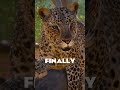 Frontier FINALLY UPDATED The African Leopard Shorts PlanetZoo