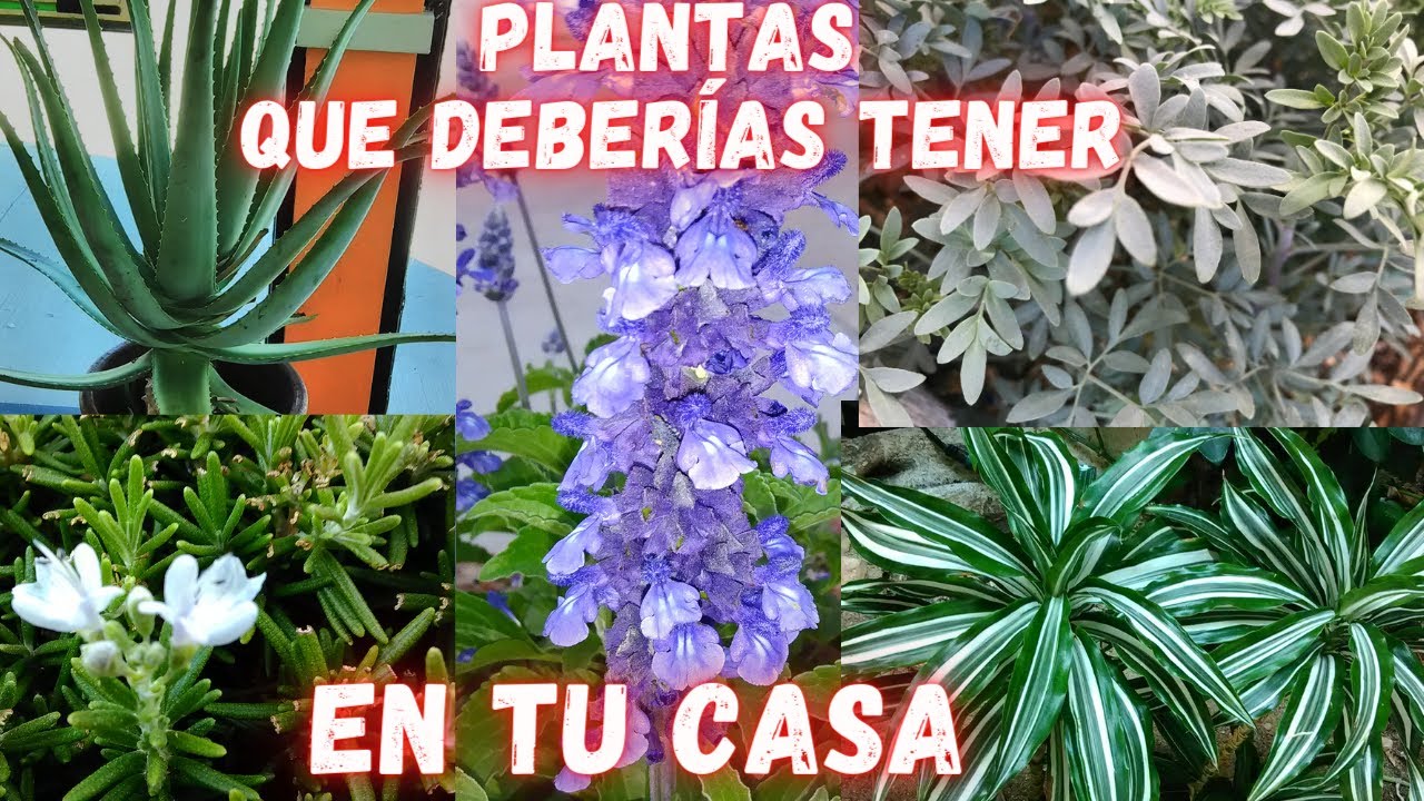 6 PLANTAS que no DEBEN FALTAR en TU CASA por que TIENEN MUCHOS BENEFICIOS #klodysgarden