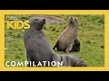 What do animals think?! | Animal LOL | Nat Geo Kids Compilation | @natgeokids