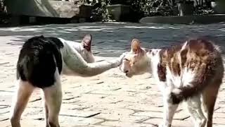 Download lagu TIK TOK  KUCING KESURUPAN mp3