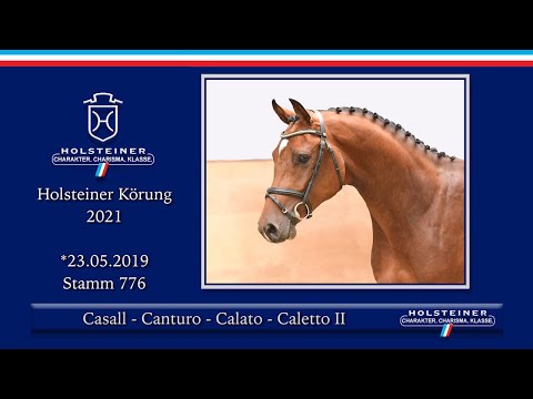 Holsteiner Körlot 2021 | Nr. 09 v. Casall - Canturo - Calato - Caletto II