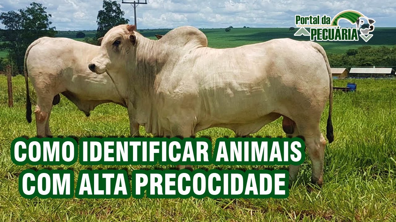 Como identificar animais com alta precocidade