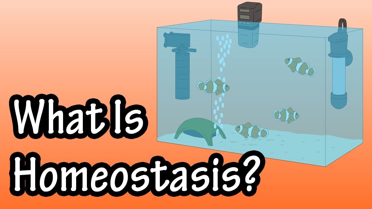 What organ is responsible for homeostasis?