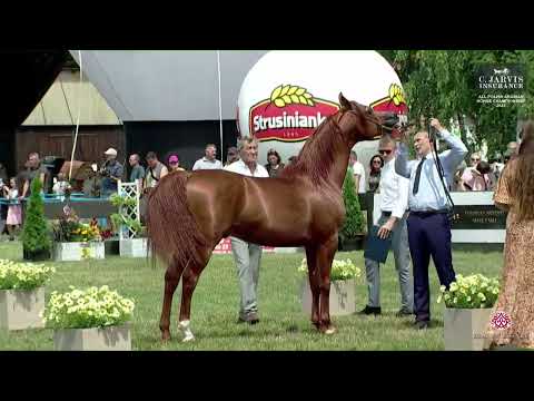 N 108 BELMARI   All Polish Arabian Horse Championship   Stallions 4 6 Years Old Class 12
