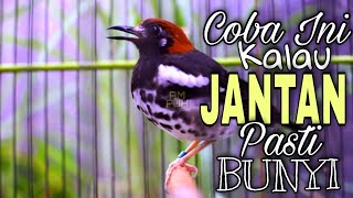 Download lagu Suara Anis Kembang Betina Memanggil Jantan Biar Bunyi Gacor mp3
