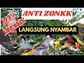 Suara PIKAT BURCIL ANTI ZONK PALING AMPUH ️sudah Saya Coba