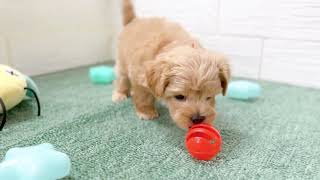 ハーフ犬の動画01