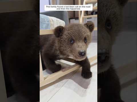 This family found a lost bear cub on the road, and then this happened.