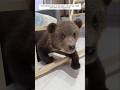 This Family Found A Lost Bear Cub On The Road And Then This Happened