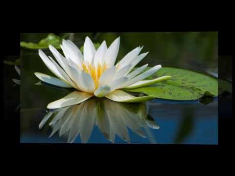 Mùa xuân làng lúa làng hoa Sheet - Tố Nga