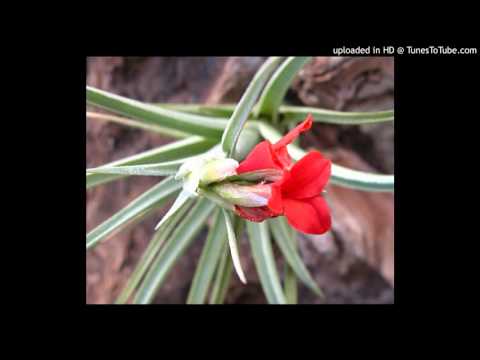 Today's Tango Is... Clavel del Aire - Orquesta Brodman-Alfaro 1930