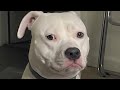 Woman Takes Home Free Dog And Got What She Deserved