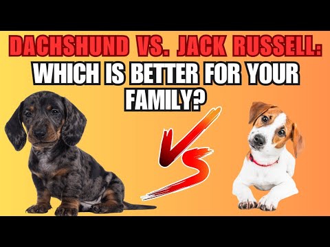 Dachshund vs. Jack Russell: Which Is the Best Family Dog?