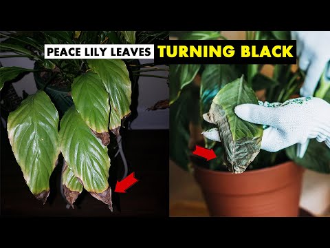How do you fix black leaves on a peace lily ?