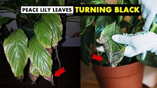 How do you fix black leaves on a peace lily ?