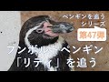 フンボルトペンギン「リティ」を追う