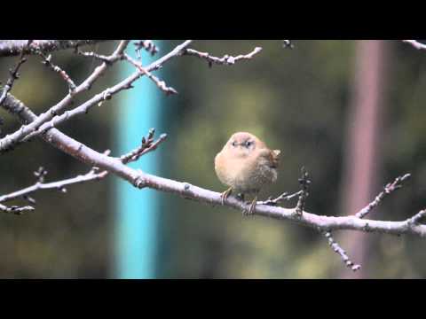 The Eurasian Wren - Ökörszem.avi