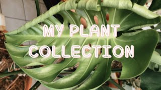 My Plant Collection