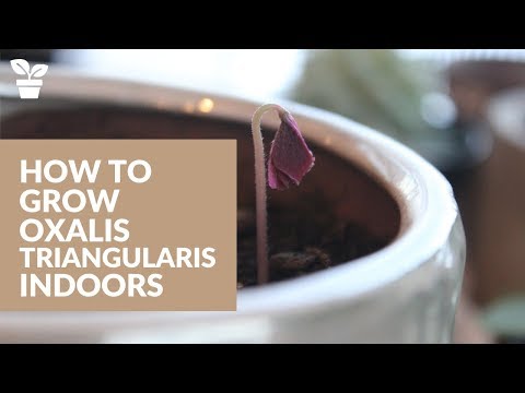 download lagu mp3 mp4 Shamrock Plant Bulbs, download lagu Shamrock Plant Bulbs gratis, unduh video klip Shamrock Plant Bulbs