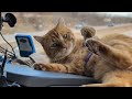 Perros, Gatos y más animales domésticos 2 Video thumbnail