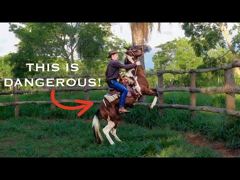 How To Fix A REARING Horse! (VERY Dangerous Habit!)