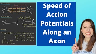 Factors affecting the speed of an Action Potential: The Speed of Conductance Along an Axon.