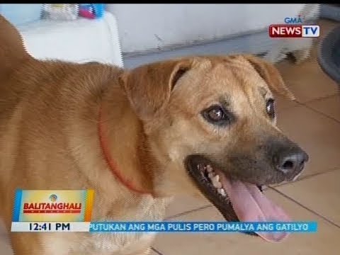 download lagu mp3 mp4 Asong Babae, download lagu Asong Babae gratis, unduh video klip Asong Babae