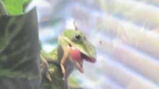 THE BREEDERS BANG ON MUSIC VIDEO