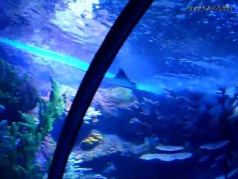 New Antalya Aquarium - Turkey Новый Анталийский аквариум - Турция