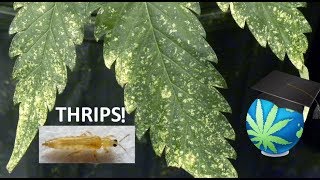 THRIPS In Gardening - How To Identify,Prevent and Exterminate Them