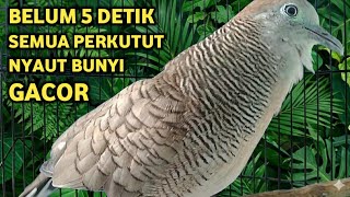 Download lagu Perkutut Lokal Gacor Suara Besar Pancingan Burung Perkutut Agar Cepat Bunyi (99% AMPUH) mp3 Download lagu Perkutut Lokal Gacor Suara Besar Pancingan Burung Perkutut Agar Cepat Bunyi (99% AMPUH) mp3