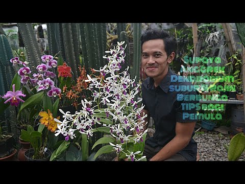 , title : 'Supaya Anggrek Dendrobium Subur Dan Rajin Berbunga Tips Bagi Pemula'