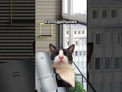 История котиков😱 #youtubeshorts #memes #нарезки #cat