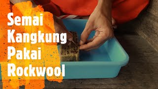 Cara Semai Kangkung Menggunakan Media Tanam Rockwool