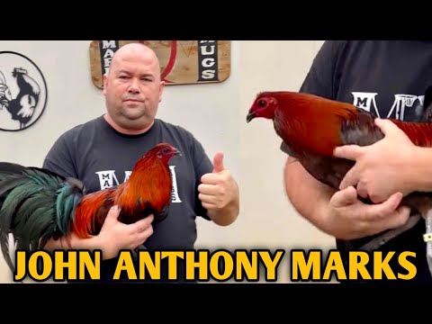 Beautifull Marks Mugs Asil - MARKS MUGS FARM - John Anthony Marks