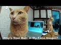 Kitty Love Song (Sing-Along Version!) 
