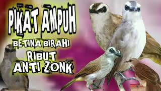 Download lagu suara pikat trucukan betina birahi ribut pikat ampuh trucukan liar mp3 Download lagu suara pikat trucukan betina birahi ribut pikat ampuh trucukan liar mp3